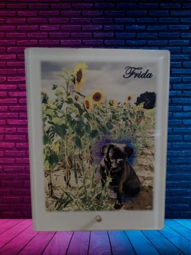 Schwarzbrauner Hund neben Sonnenblumen auf einem bunten Hintergrund.